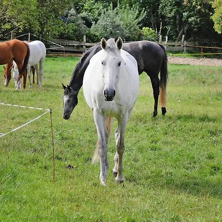 Holiday home Gutshaus In Garz *